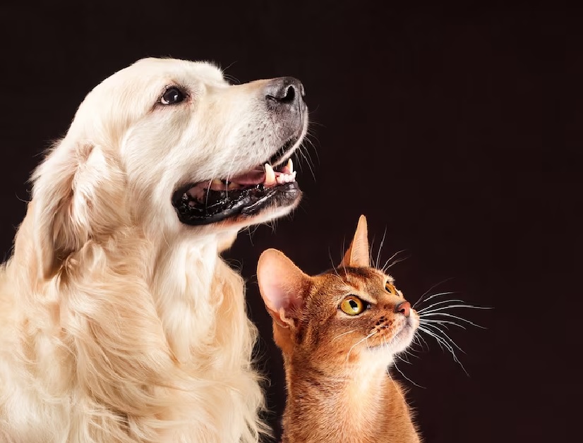 ​Saiba como cuidar dos pets durante o verão